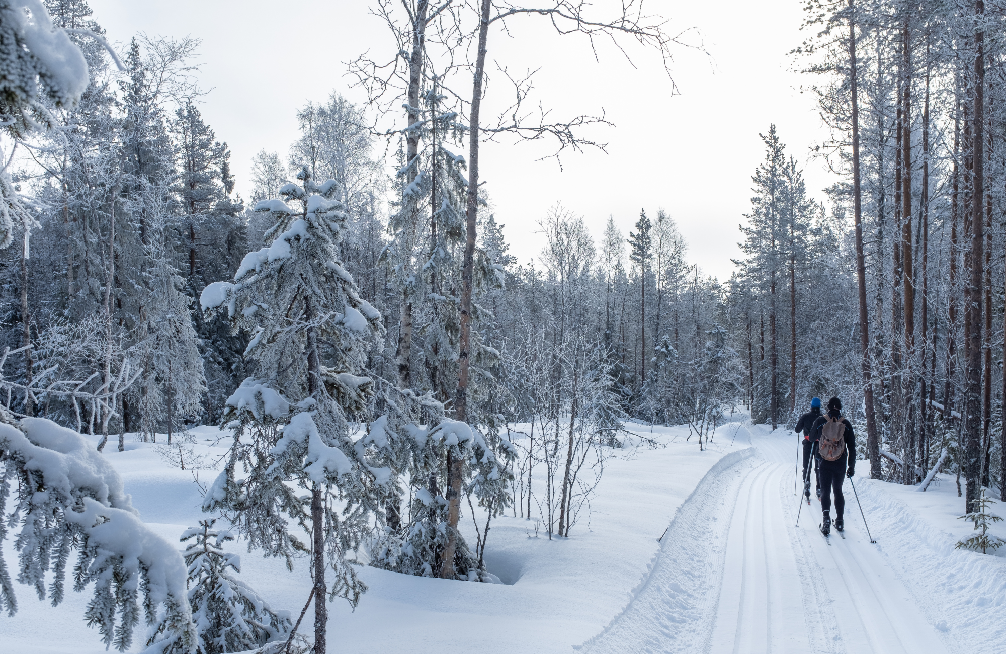 skog klassifisering